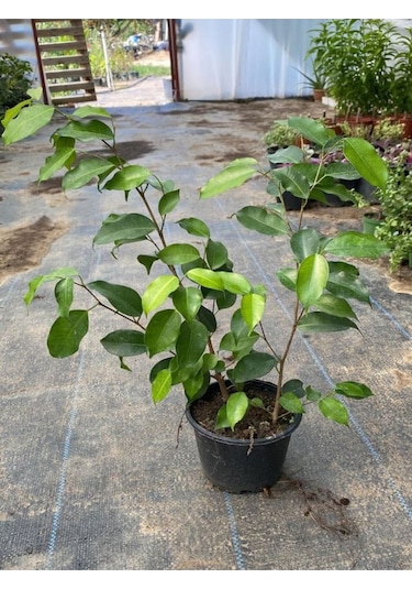 Yeşil Yapraklı Canlı Ev Ofis Salon Bitkisi 30-60cm Ficus Benjamina