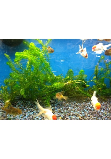 Eledoa Densa Egeria 30 Cm Akvaryum Bitkisi Canlı Bitki 5 Dal