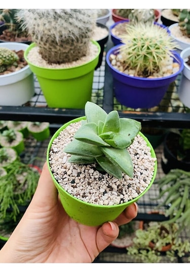Crassula Springtime Sukulent Pembe Çiçekli