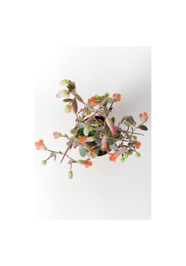 Bryophyllum Fedtschenkoi Kalanchoe Sukulent Lavanta Tarakları 8.5