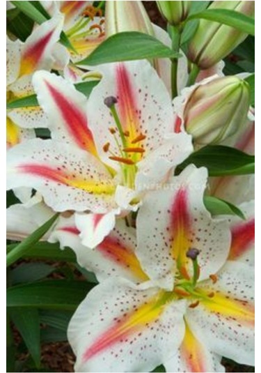 2 Adet Lilyum Zambak Çiçek Soğanı