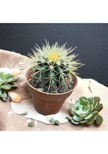 Echinocactus Grusonii - Altın Fıçı Kaktüsü 8 Lik Saksıda 1
