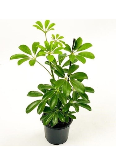 Şeflera-schefflera Bitkisi 50-70 Cm