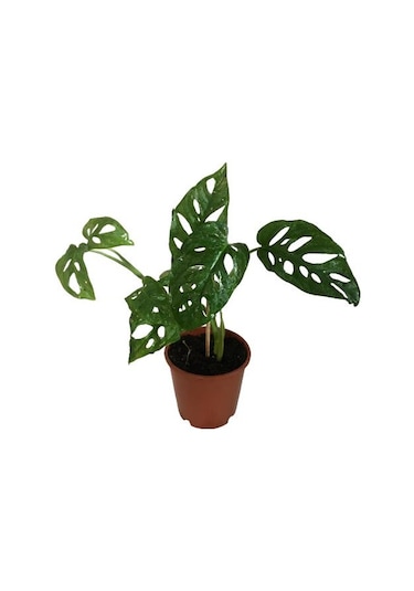 Sarmaşık Deve Tabanı Bitkisi - 30-35 Cm