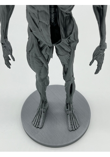 İnsan Anatomisi Erkek - Kas Ve Kemik Detaylar - 35 Cm