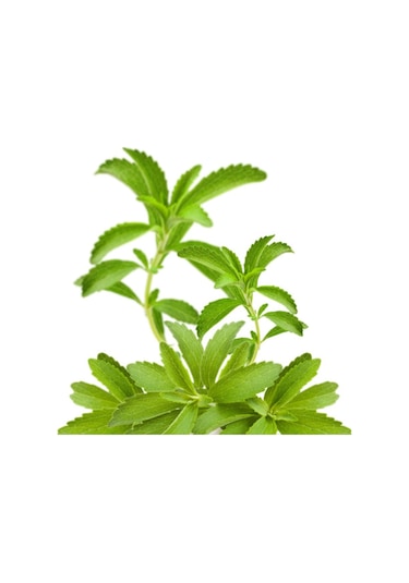 Şeker Otu - Stevia - Tohumu Tropikal Sebze Tohumları 10 Adet Tohum