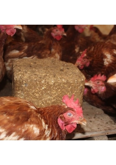 Peckstone 10 kg gagalama taşı