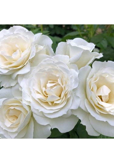 Tüplü Soğuklara Dayanıklı Çok Goncalı Baby Schneewitchen Yediveren Gül Fidanı