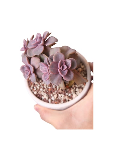 Echeveria Mrs Richards - Sukulent Haangarden