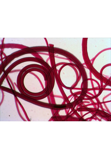 Levenhuk N10 NG Hazırlanmış Slayt Seti