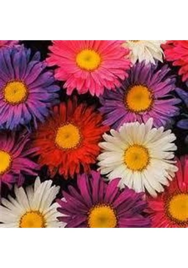 Kraliçe Papatyası Çiçeği Tohumu Papatya Tohumu Ekim Seti 10 Adet Tohum + Saksı + Toprak