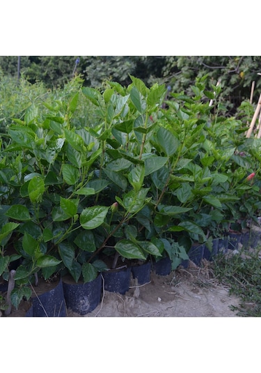Tüplü 2 Adet 90-120 Cm Kırmızı Japon Gülü hibiscus