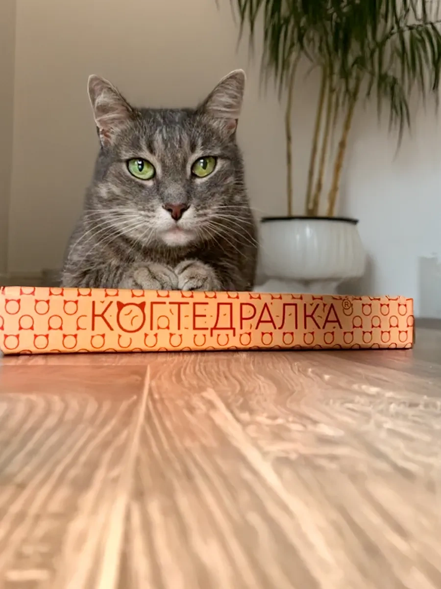 Kogtedralka Kedi Pençeleri İçin Kına Çoraplı Karton Yer Tipi Pençe Törpüsü 23790697