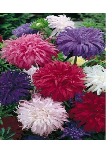 Tavuskuşu Papatyası Tohumu Karışık Tavus Kuşu Çiçeği Tohumu Yetiştirme Kiti