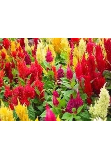 100+ Adet Celosia Bitkisi TohumuHoroz İbiği Bitkisi Rengarenk P