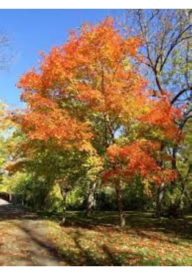 Göz Alıcı Sonbahar Renkleri İçin Şeker Akçaağaç Fidanı 2 Yaş