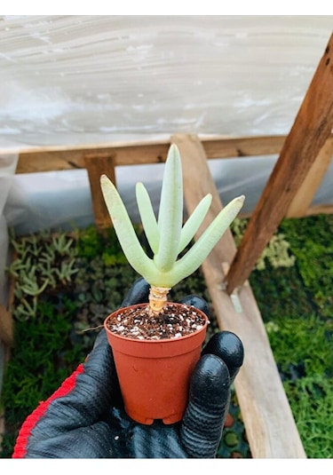Cheiridopsis Namaquensis Sukulent Özel Tür