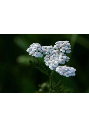 25 Adet Tohum Nadir Mavi Civanperçemi Civan Perçemi Çiçeği Tohumu