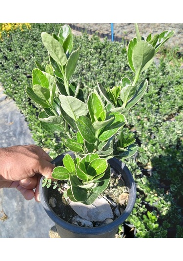 10 Adet Gümüş Taflan. Saksıda. Euonymus Japonicus Silver King