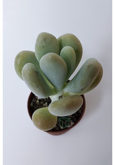 Pachyveria Oviferum Ay Taşı Sukulent Moonstone Özel Tür