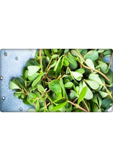 Semizotu Tohumu 10 GR N111618