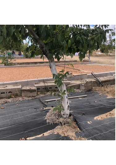 Filexus Sera Taban Örtüsü-jüt Taban Örtüsü1.5 M X 20 M