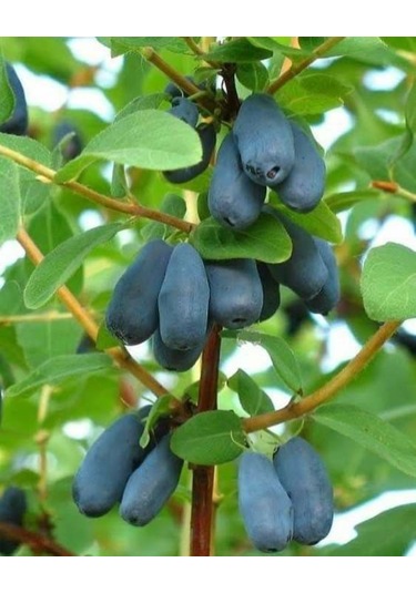 Arbutus Unedo - Balyemiş Fidanı Bahçeye Özel Meyveli Bitki 2 Yaş