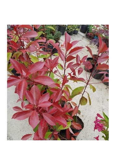 Alev Ağacı Photinia Fidanı 100-120 Cm Boy