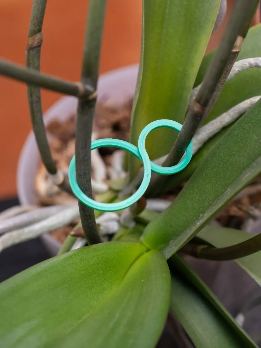 Buzzing Bitki Tutucu 242941184