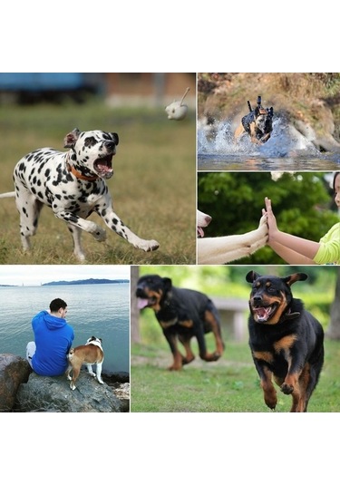 Createtech Puluz Hound Köpek Getirme Koşum Gopro, Insta360, Djı Aksiyon Kamerası Ayarlanabilir Göğüs Kemeri Siyah Çok Renkli