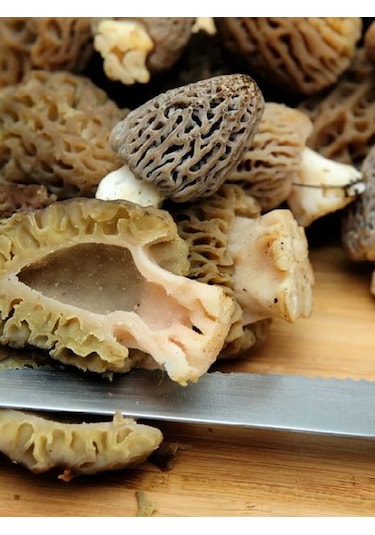 Kuzu Göbeği Mantarı Tohumu Mantar Tohumu 100 G