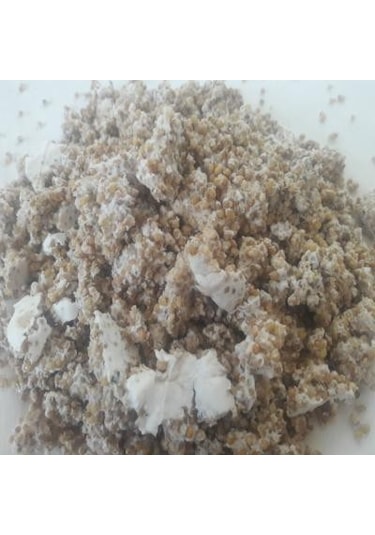 Sylvan İstiridye Mantar Tohum Kışlık1 Kilo