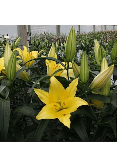 Karışık Renkli Kokulu Zambak Soğanı 3 Adet