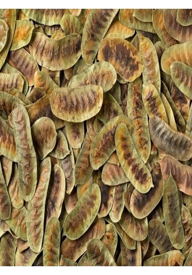 Orköy Doğal Aşlık Otu 100 Gr Açlık Otu