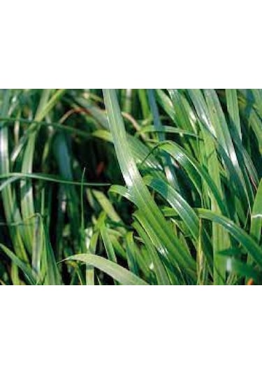 Firba İtalyan Çimi, Süt Otu, RyeGRass, Rey GRass, Obelix 1 KG