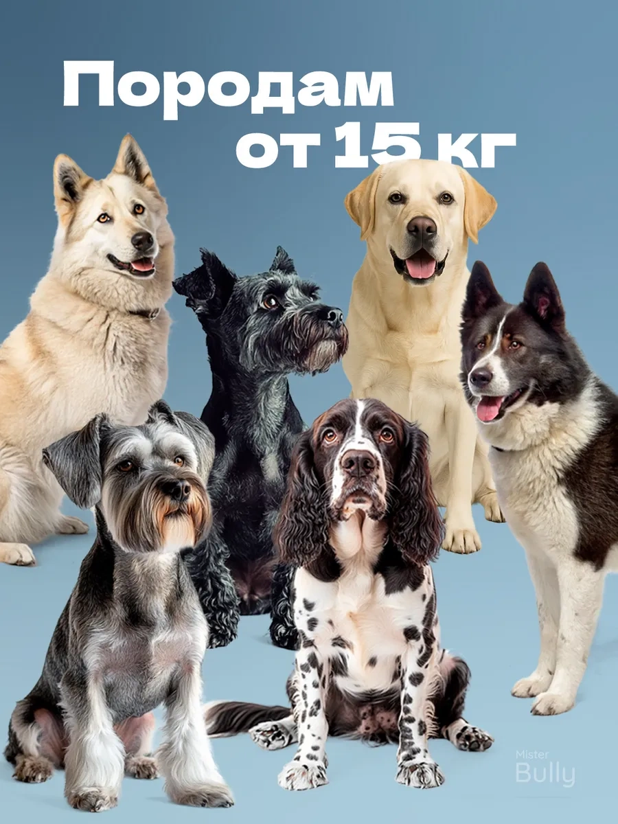 Misterbully Orta Irk Köpekler İçin Diş Sağlığı Dostça Oyuncağı - Sağlam Yapıda 264323651