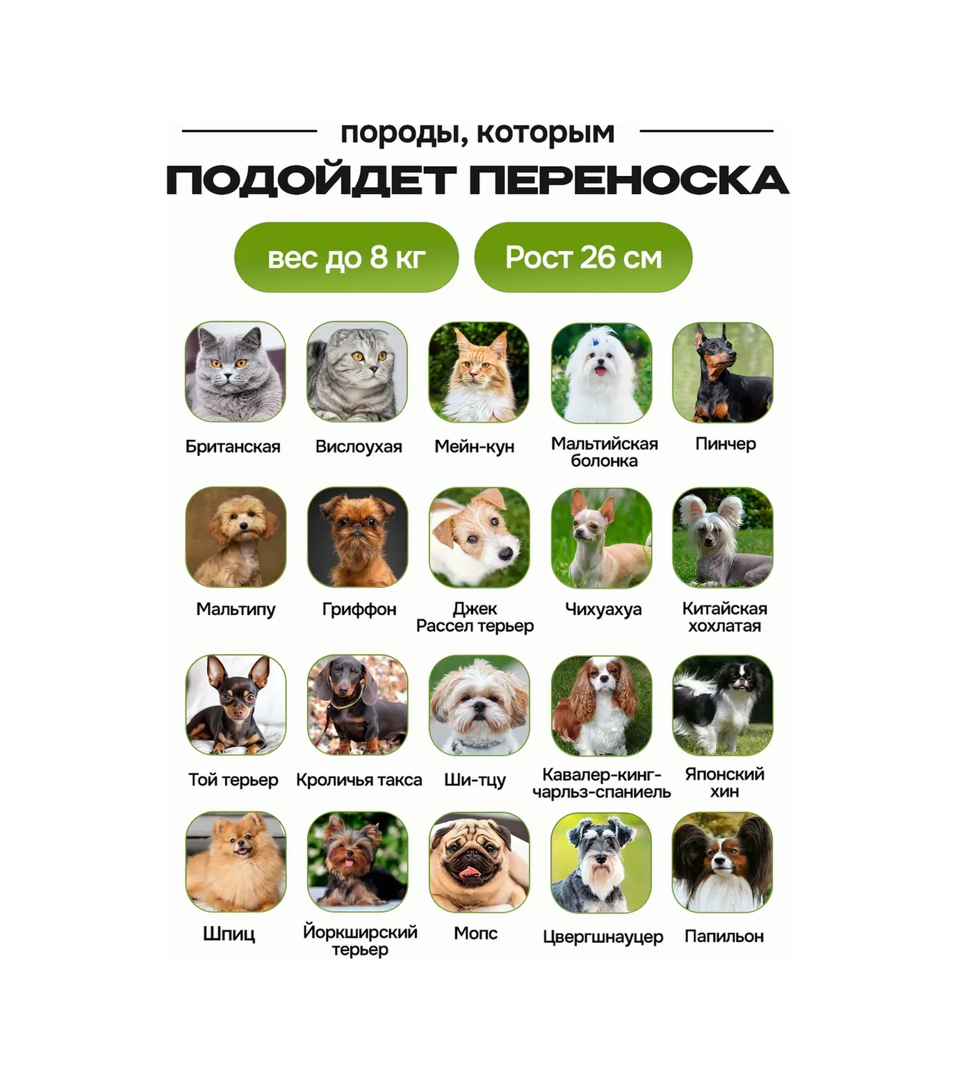 Kotosumka Küçük Irk Kediler Ve Köpekler İçin Taşıma Çantası 437050481