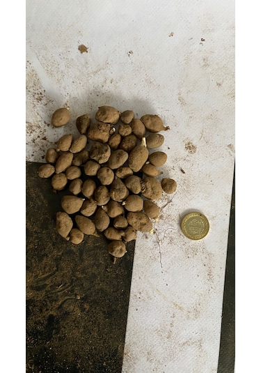 Salep Fidesi Serapies