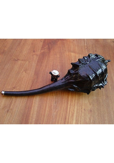 5 Adet Dinozor Su Kabağı Tohumu