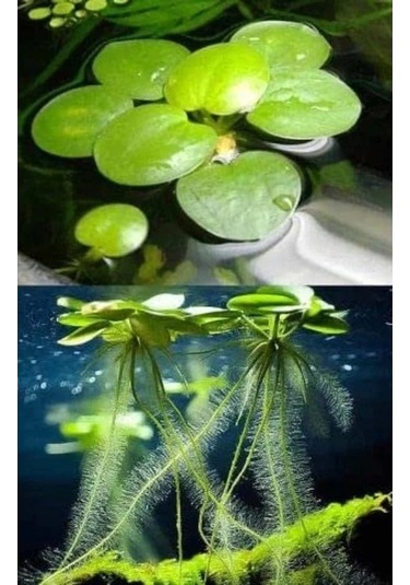 1 Adet Havuz Bitkisi - Frogbit Su Üstü Bitkisi -