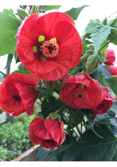 Japon Gülü chinese Rose /hardy Hibiscus Tüplü.