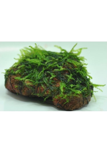 Kayaya Tutturulmuş Java Moss Vesicularia Dubyana