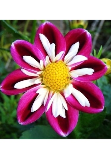 10 Adet Bordo Beyaz Dahlia Yıldız Çiçeği Tohumu + 10 Adet Hediye Karışık Renk Gül Çiçek Tohumu