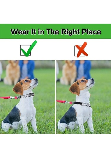 Dancemonkey Köpek Çivili Tasma, Pratik Tokalı Ve Uzunluk Ayarlı