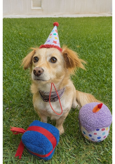 Havhav Köpek Parti Kutusu  5'li Set