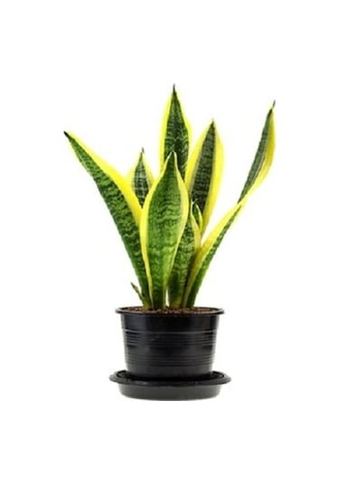 Sarı Çizgili Kılıç Çiçeği Peygamber Kılıcı Paşa Kılıcı 20-30 Cm