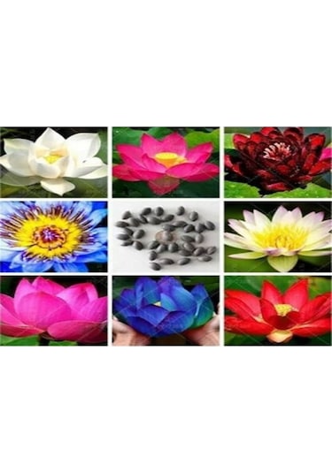 Lotus Çiçeği Tohum Nilüfer Çiçeği Tohumu 5 Adet Tohum