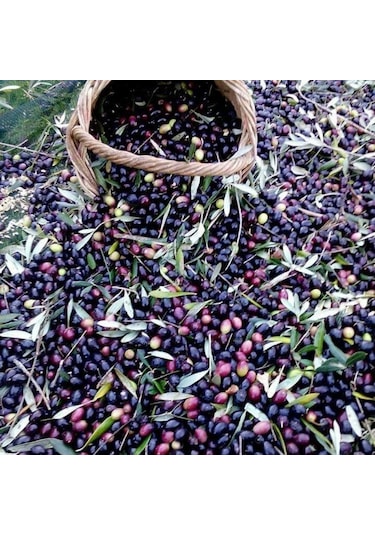 Tüplü Yağlık Ve Sofralık Suriye Menşei Baladi Zeytini Fidanı