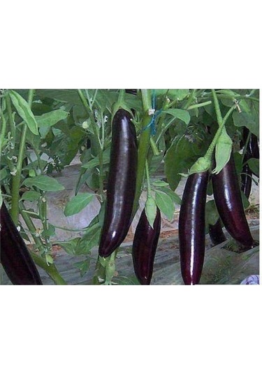 Eko Paket Diyarbakır Pin Kemer Patlıcan Tohumu Kemer Patlıcan Tohumu 100 Adet Tohum