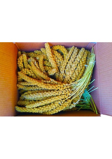 Doğal Dal Darı Sarı 500 Gr